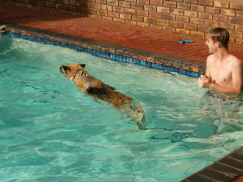 Fun in the pool with Max 3 - Max was my cousins dog, Max being short for Maxine, she absolutly loved the water, and if anyone would go swimming, it would not be complete till the dog jumped ontop of you and had a go at racing you up and down the pool.