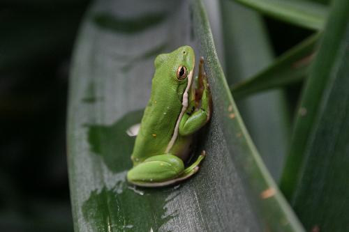 tree frog - tree frog in greenhouse
