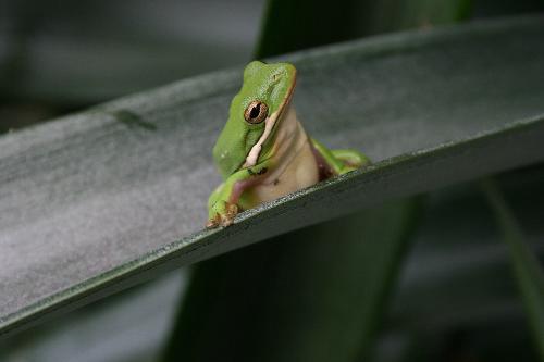 tree frog - he is another view