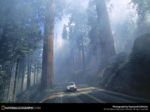 music n woods - music is one of the beautiful things in the world.everything in this world is music . just imagine u r goin in a thick wood with a soft music playing in the back ground. its just gr8 .no words to describe.