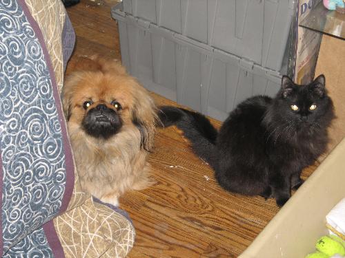 Pekachu and  Alley cat - This is my pekanese he is 5 years old and my cat she is about 2 years old