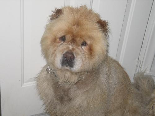 Chow Chow - 2 year old chow chow just adopted needs alot of work