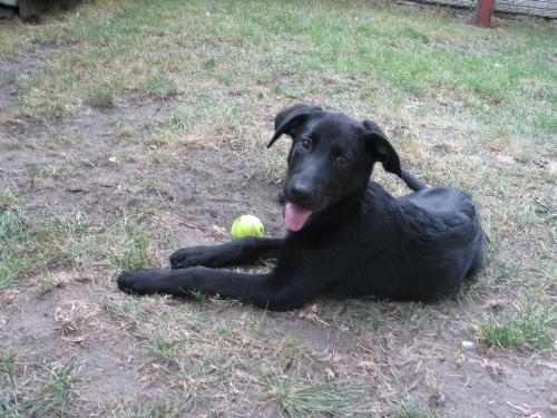 Black  Labrador/shepard - Adopted Black Labrador/shepard