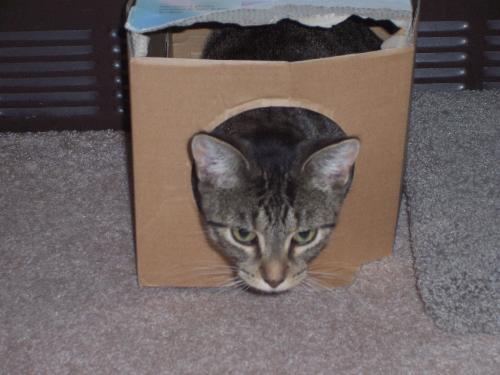 My Handicapped Cat - We build cardboard boxes for our cats and this is our youngest being silly.