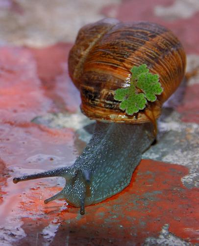 Snail Digital Photograph - Snail Digital Photograph Snail Digital Photograph - Snail Digital Photograph