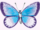 dreams - beautiful butterfly