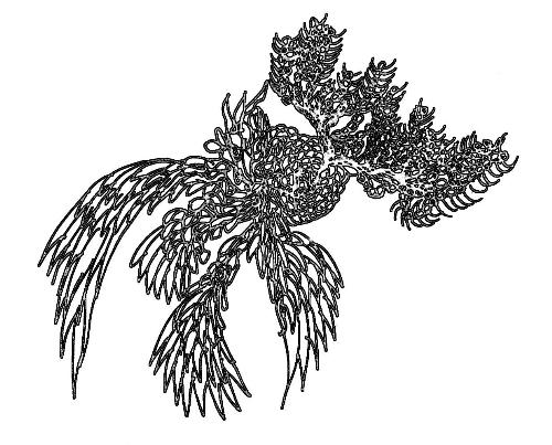 BW plant effect Celtic - One of the joys of being an artist is that you can come up with things like this, and have no idea what they are. I write a lot about Celtic things in my books, and I try to do the traditional art, and this is what happens. Ah well.
