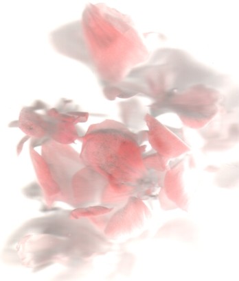 Geranium - This scan was just a tryout. I left the lid off the scanner because the flower was getting too mussed up by the pressure from it. The effect you see is natural light, through the scan,applied to the geranium.