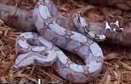 baby boa - snakes are awesome creatures and the crooks that stole one like this didn&#039;t think it all the way through