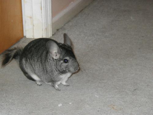 Gizmoe - My chinchilla!