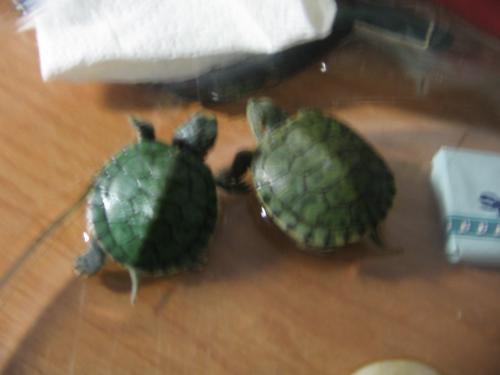 Turtles - my turtles