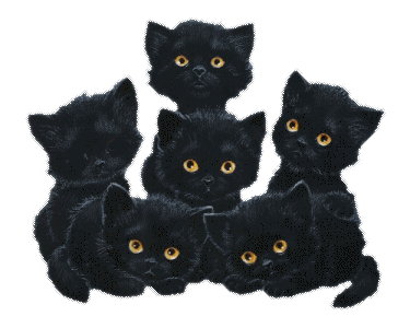black cats - black cats gif