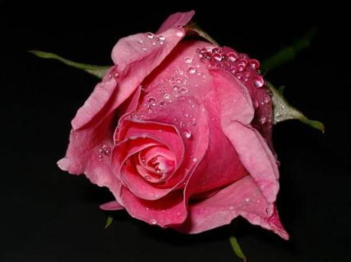 Girl Like Roses - Every Girl Lke Roses Because this is a simble of love.  sanjay