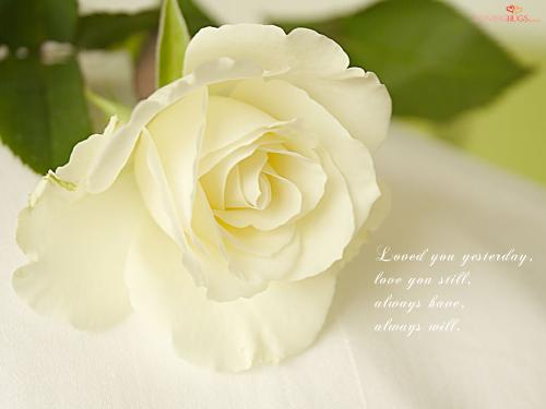 White Rose  - White Rose