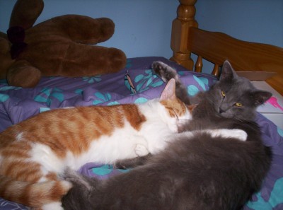 Pumpkin and Little Grey - Two of our cats, pumpkin and little grey (who isn't so little anymore)