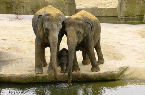 elephant - 4u