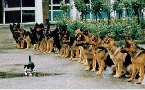 funny picture - dogs respect cat