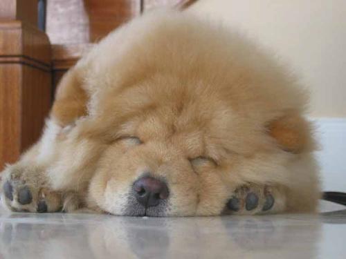 My Dog Chow Chow - Comment on my dog please My Dog Chow Chow - Comment on my dog please