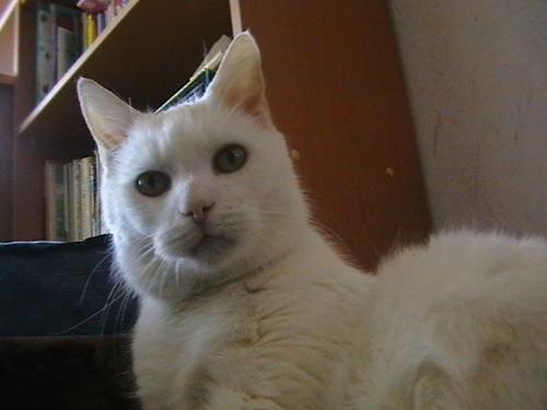 My cat - My cat