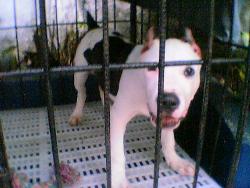 It's me Barkley - Cute and smart one.....