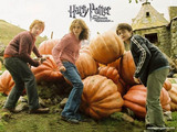 harry potter & frnds-1 - harry potter and frnds