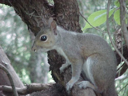 Squirrel - This is one of the dozen or so squirrels we feed in our yard.