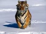 tigres - tigres