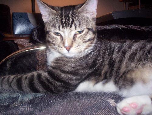 Punk - This is one of our cats, Punk