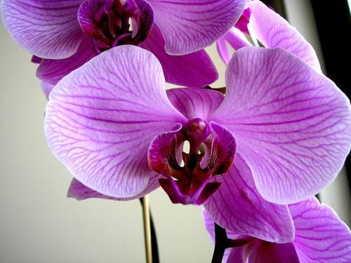 A picture of an orchid - A picture i took of an orchid, it's beautiful :)
