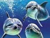 fishes - I like fishes most.