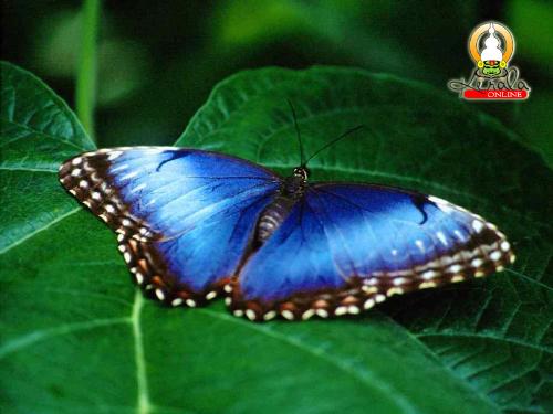 butterfly - Cute blue butterfly