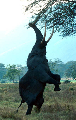 elephant stunt  - see this elephant ,lovely catch 