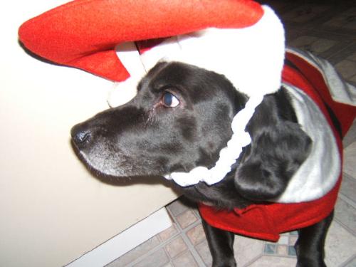 Santa Puppy! - My lovely dog dressed up as Santa Claus...he couldn&#039;t WAIT to get this blasted suit off!  haha