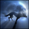 wolf - wolf Night