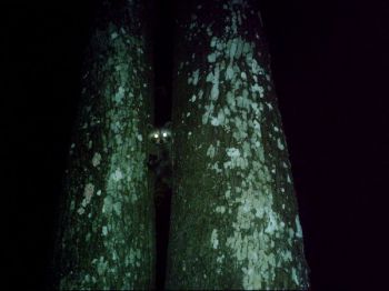 being watched - On our camping trip we were being watched by this adorable raccoon!