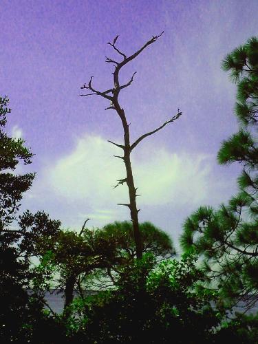 I like this one - A pic I shot at the beach one day and place around with in a photo editing program