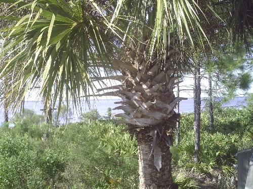 palm tree - just a palm tree with a hidden view behind it...