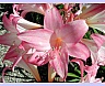 pink flower - beautiful pink flowers