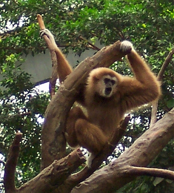 White Handed Gibbon - White handed gibbon at the zoo.  Gibbons are apes -- they don't have tails!  They are 'lesser apes,' a different classification from monkeys.