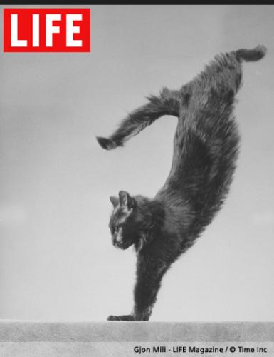 kitty - black cat kitty - black cat
