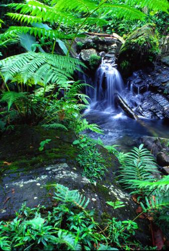 Yunque rain forest - Waterfall at el Yunque Puerto Rico