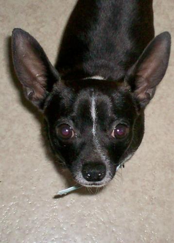 Pepi his look of Love - First photo of him in 2007