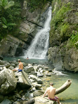 Rain Forest - El Yunque rain forest, Puerto Rico
