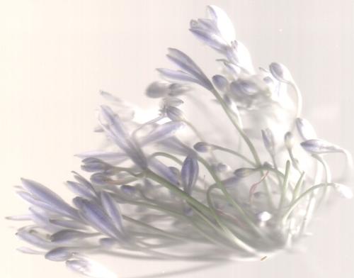 Agapanthus - So the flower scanning didn't stop at geraniums. So I'm a gardener. So I'll probably spend the next 50 years roaming the world with a scanner and an intelligent look on my face... all perfectly normal...