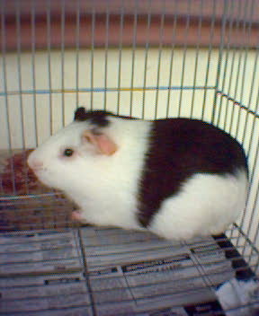 American Short hair - This is my pet guinea pig.