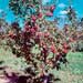 Dwarf Apple Tree - This is a picture of a beautiful Dwarf Apple Tree.