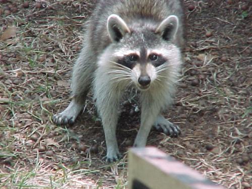 Raccoon - This was a daytime visitor to my front yard.  While they are cute, we don't try to feed them as the liklihood of them having rabies is high.