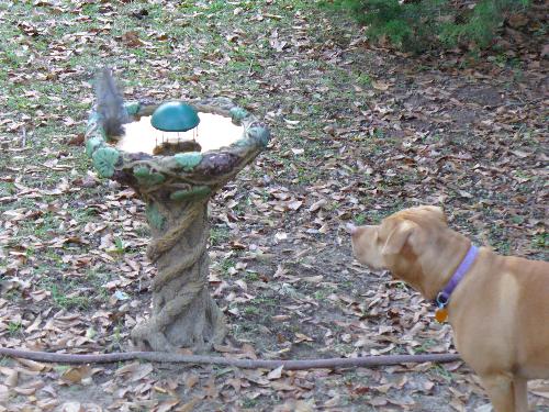 My bird  bath - A dove in the bird bath with my mother-in-law's pit bull Viva watching closely.