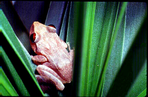 Coqui of Puerto Rico - The Coqui only lives in Puerto Rico