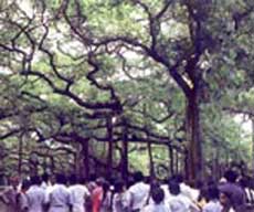 Botanical Garden at Eden - Eden Gardens at Calcutta.  The lush environ is also the venue for exotic plant and flower exhibitions.